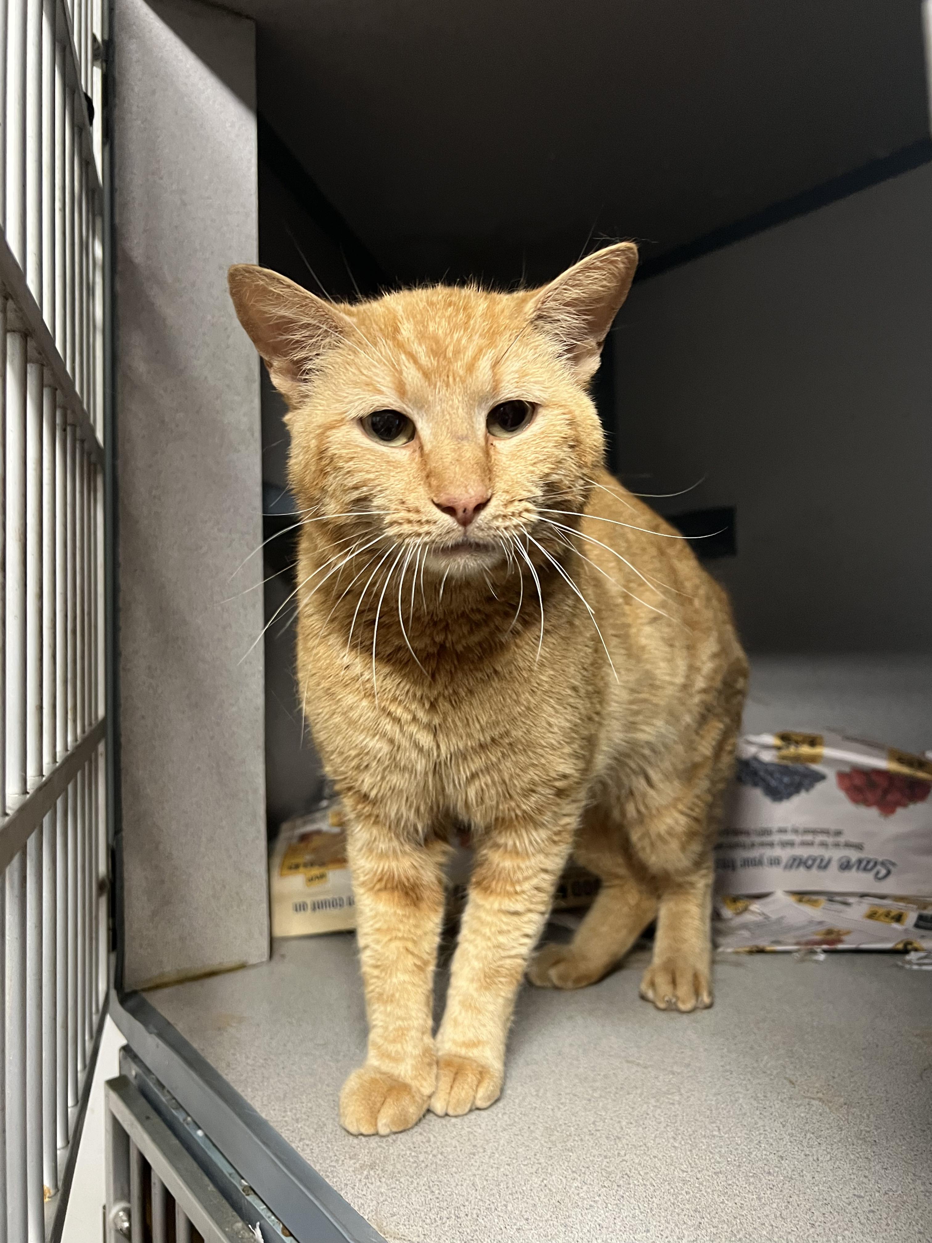 Enlarge Sumo, a Adopted Domestic Short Hair in Cambridge, MA image 6/6