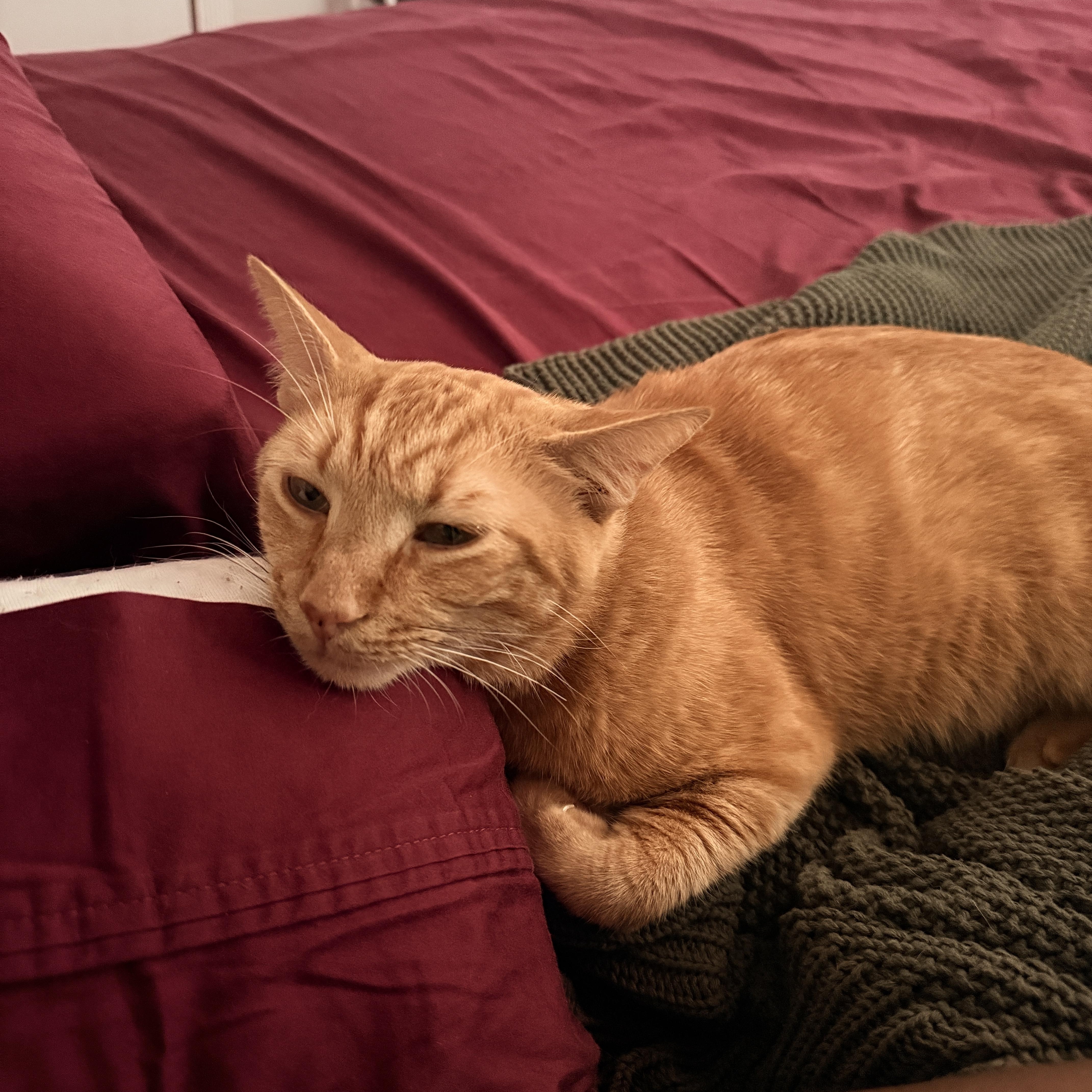 Enlarge Sumo, a Adopted Domestic Short Hair in Cambridge, MA image 2/6