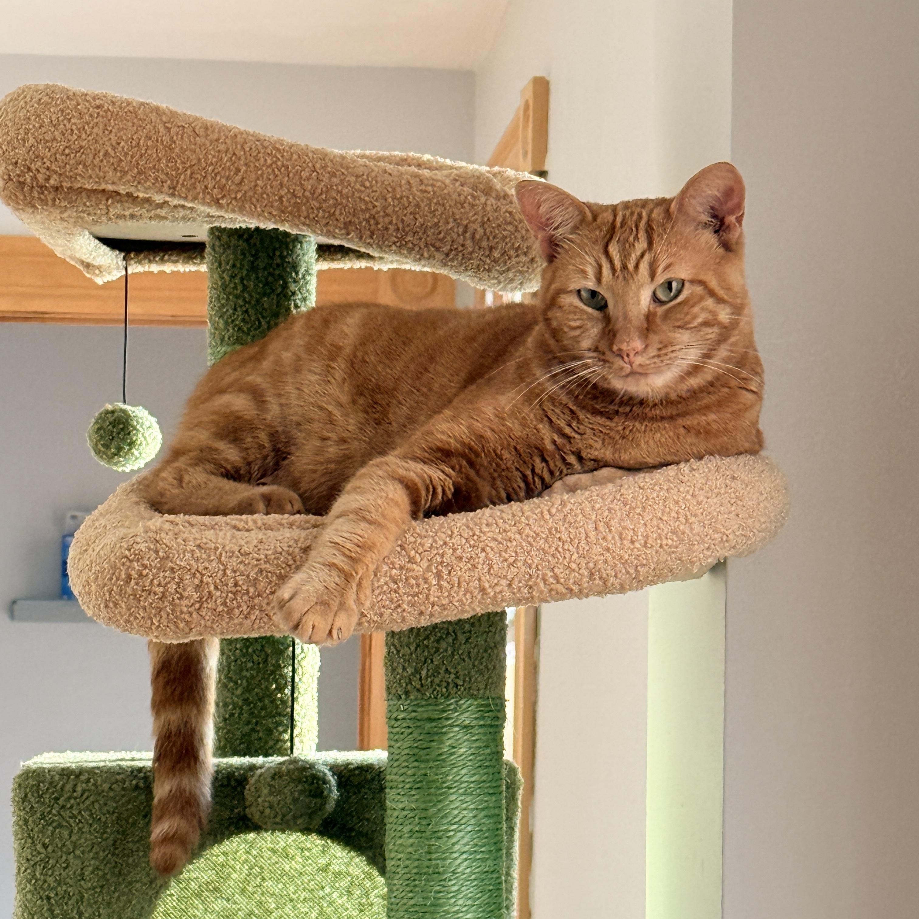 Enlarge Sumo, a Adopted Domestic Short Hair in Cambridge, MA image 4/6