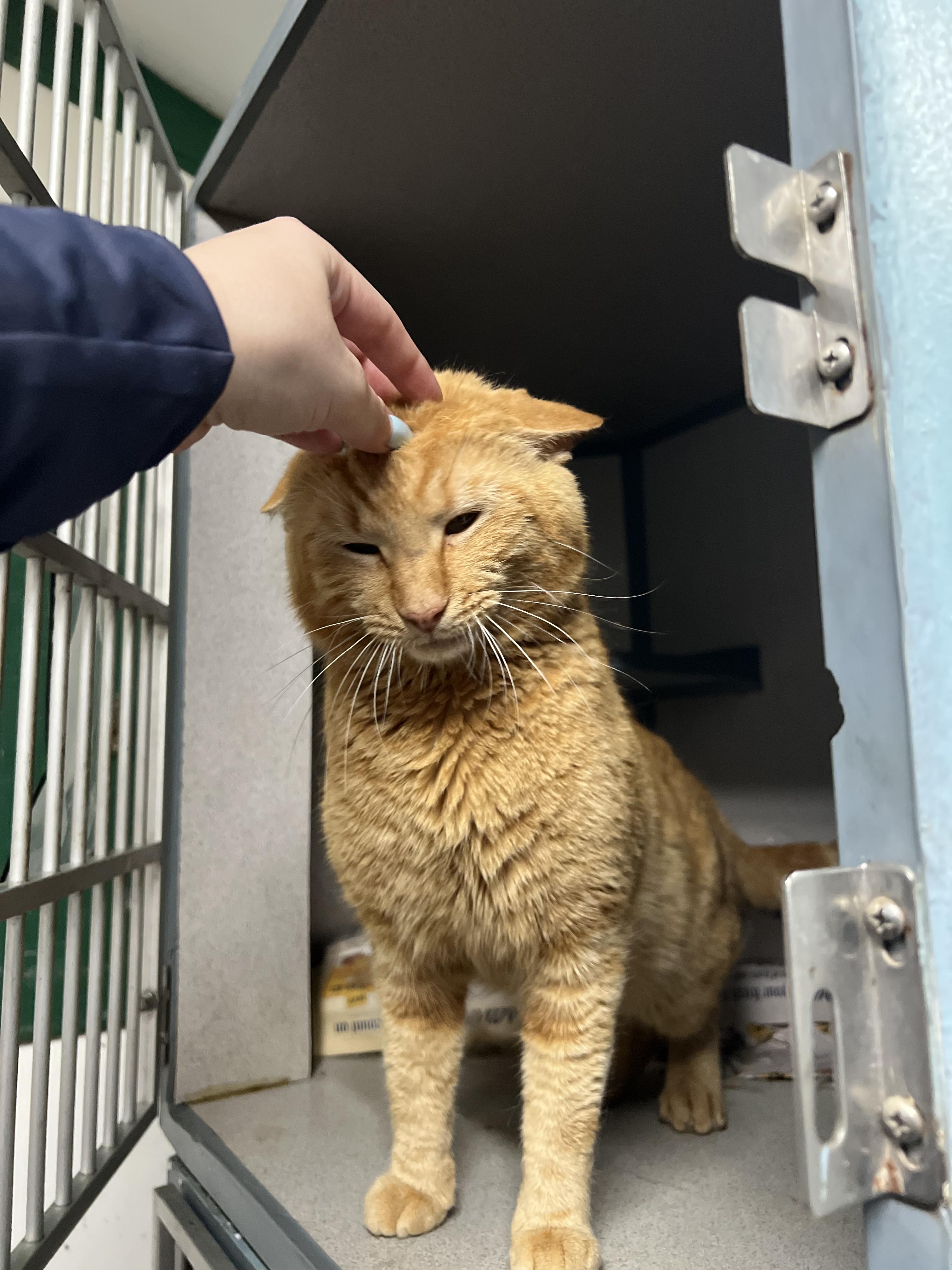 Enlarge Sumo, a Adopted Domestic Short Hair in Cambridge, MA image 5/6