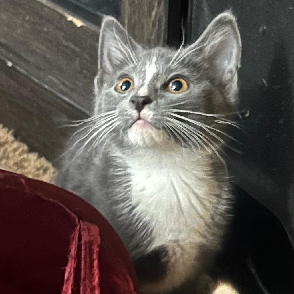 HMS Dauntless, Adoptable, Kitten Female Domestic Short Hair.