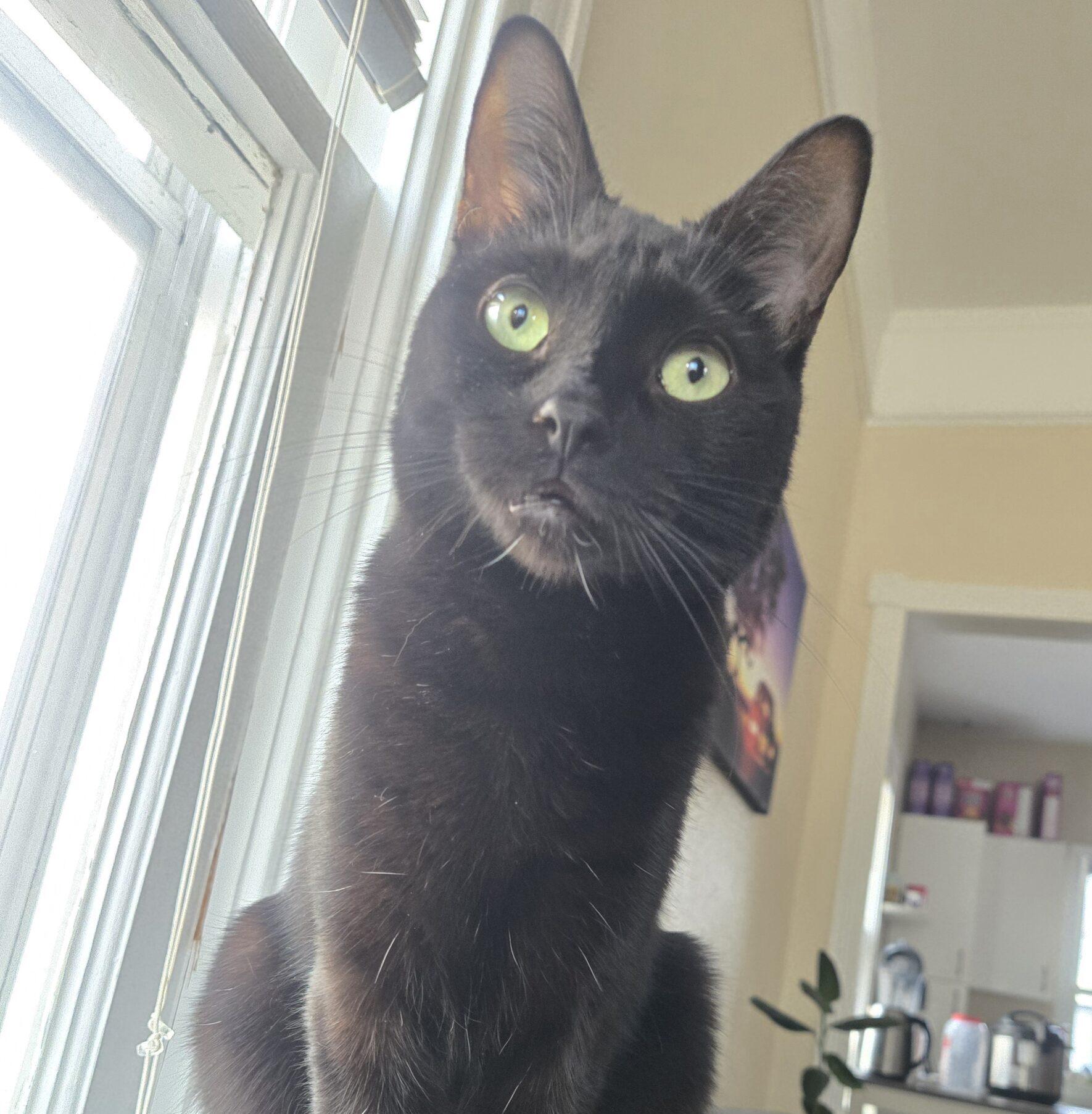 Mckenna, adopted, Young Female Domestic Short Hair.