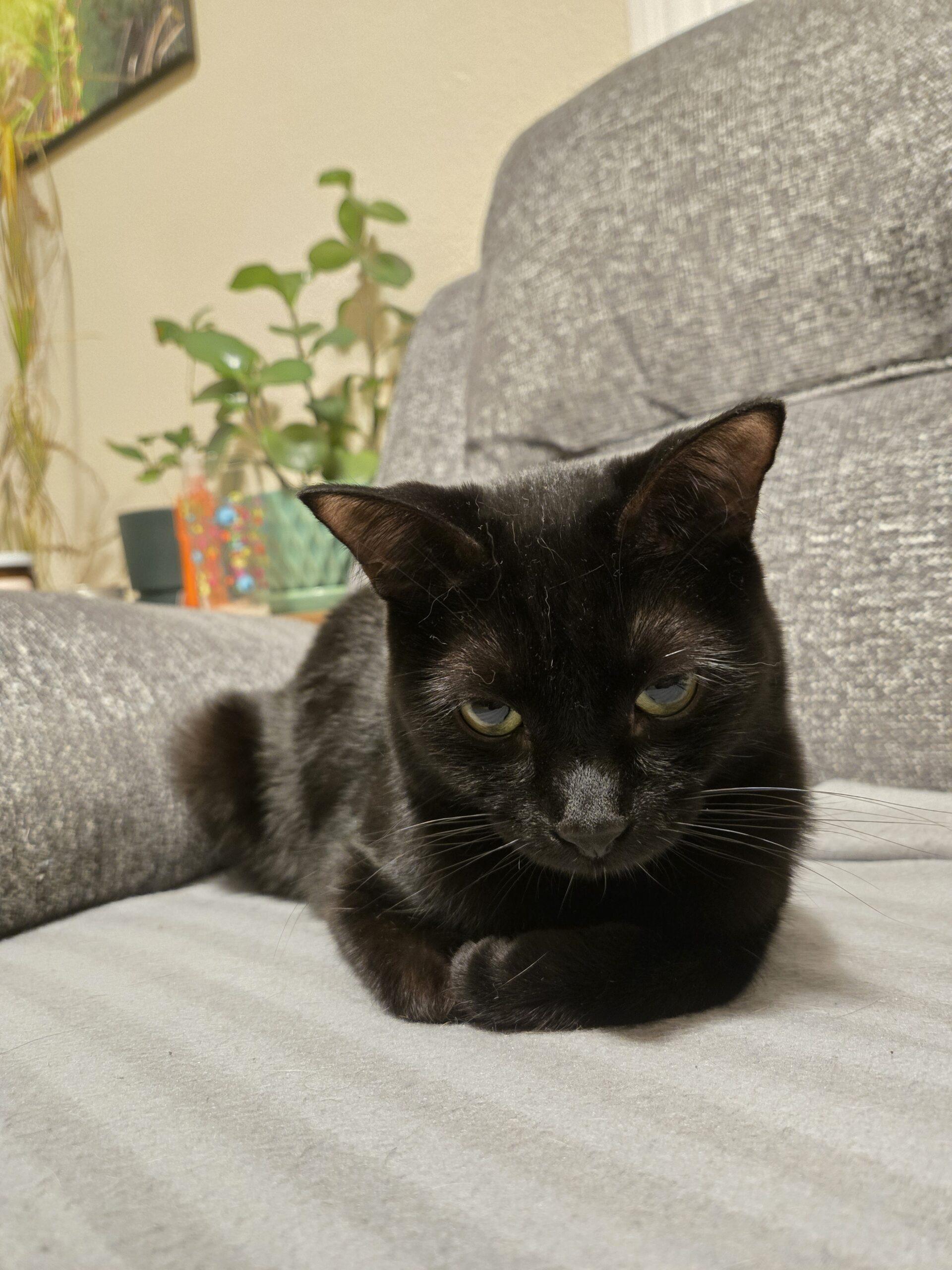 Enlarge Mckenna, an adopted Domestic Short Hair in Calgary, AB image 5/5