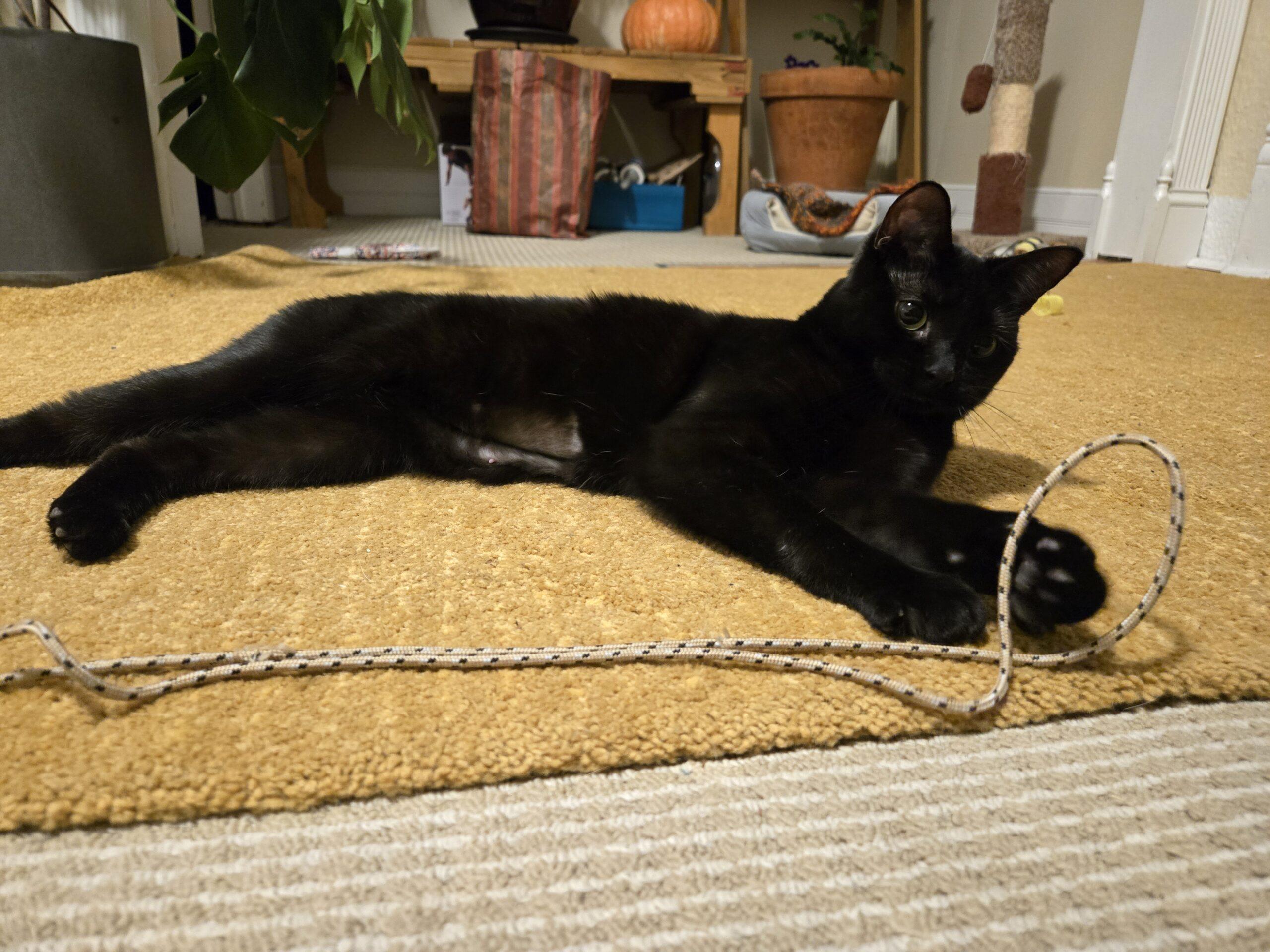 Enlarge Mckenna, an adopted Domestic Short Hair in Calgary, AB image 4/5