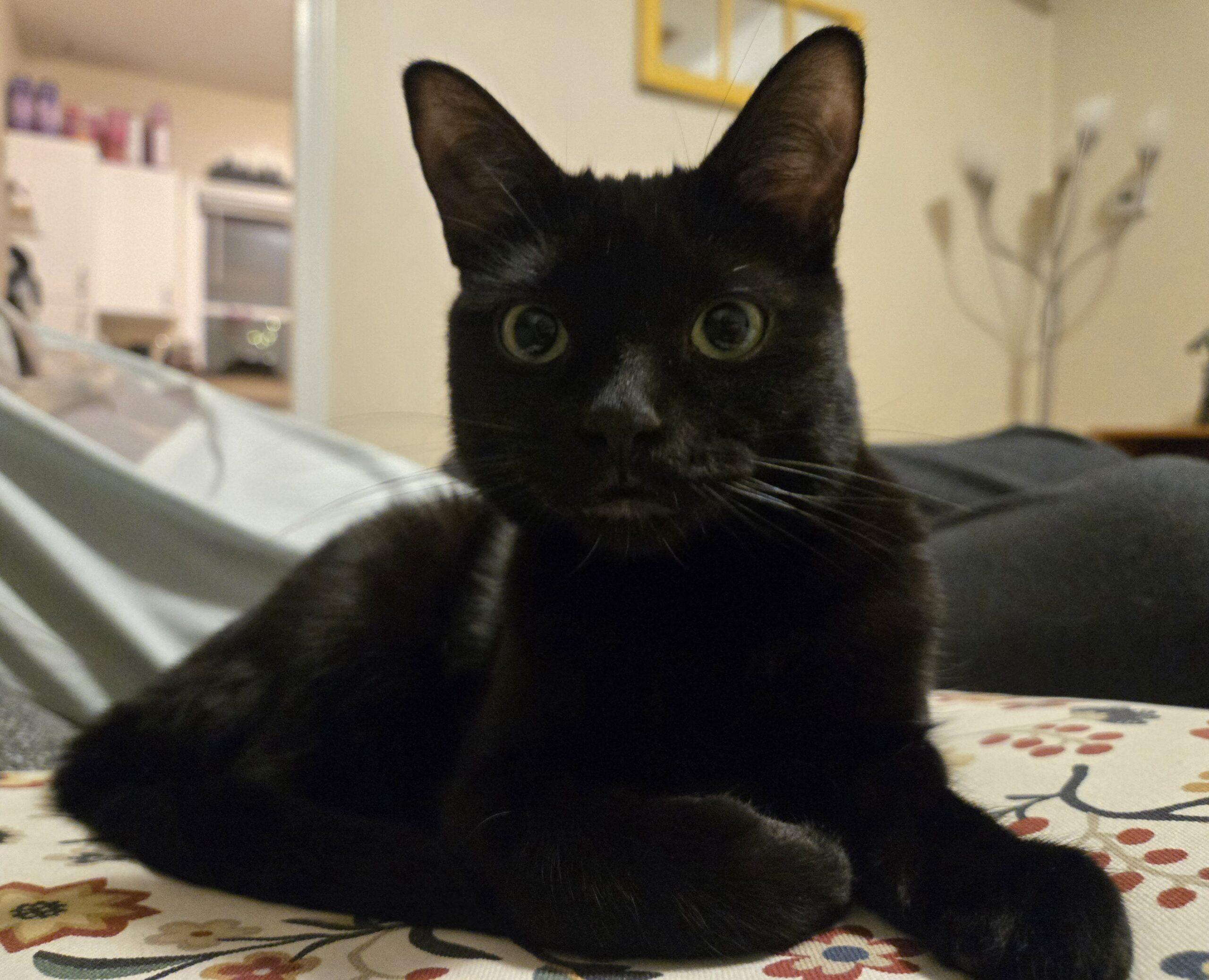 Enlarge Mckenna, an adopted Domestic Short Hair in Calgary, AB image 3/5