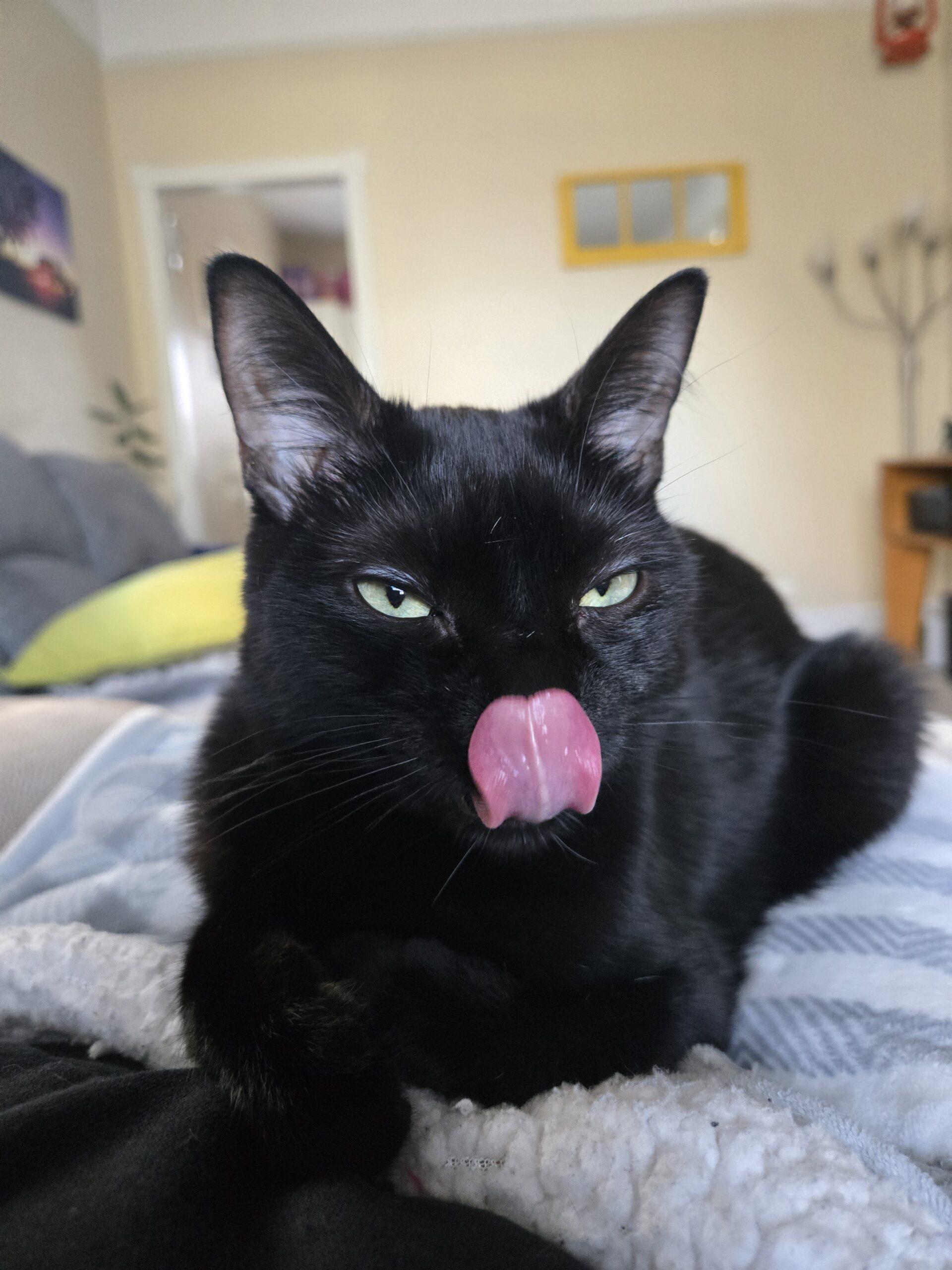 Enlarge Mckenna, an adopted Domestic Short Hair in Calgary, AB image 2/5