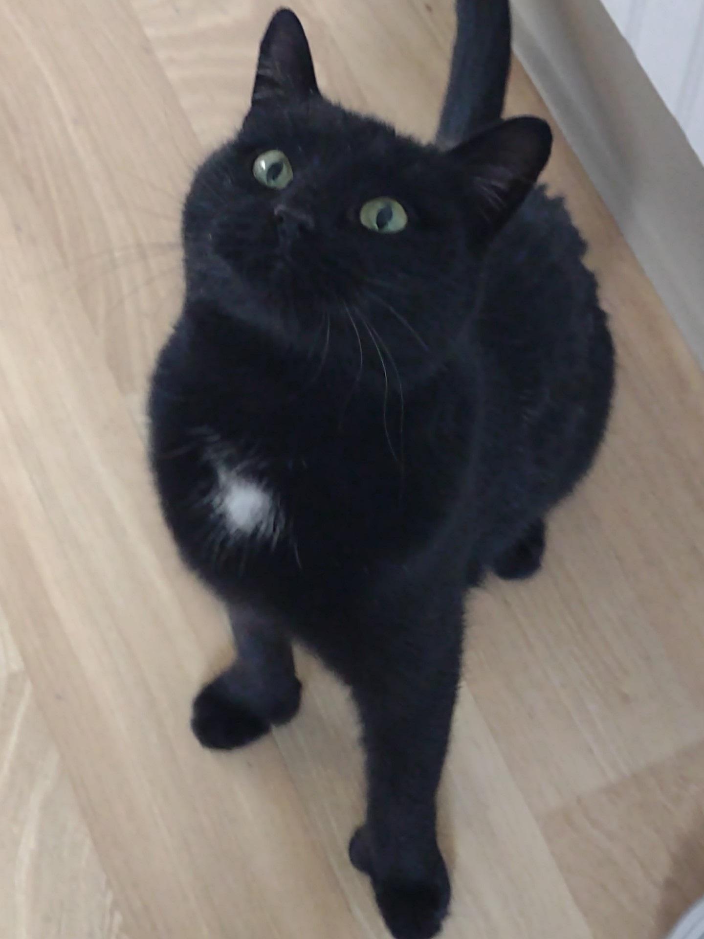 Evie, ADOPTABLE, Kitten Female Bombay & Extra-Toes Cat / Hemingway Polydactyl.