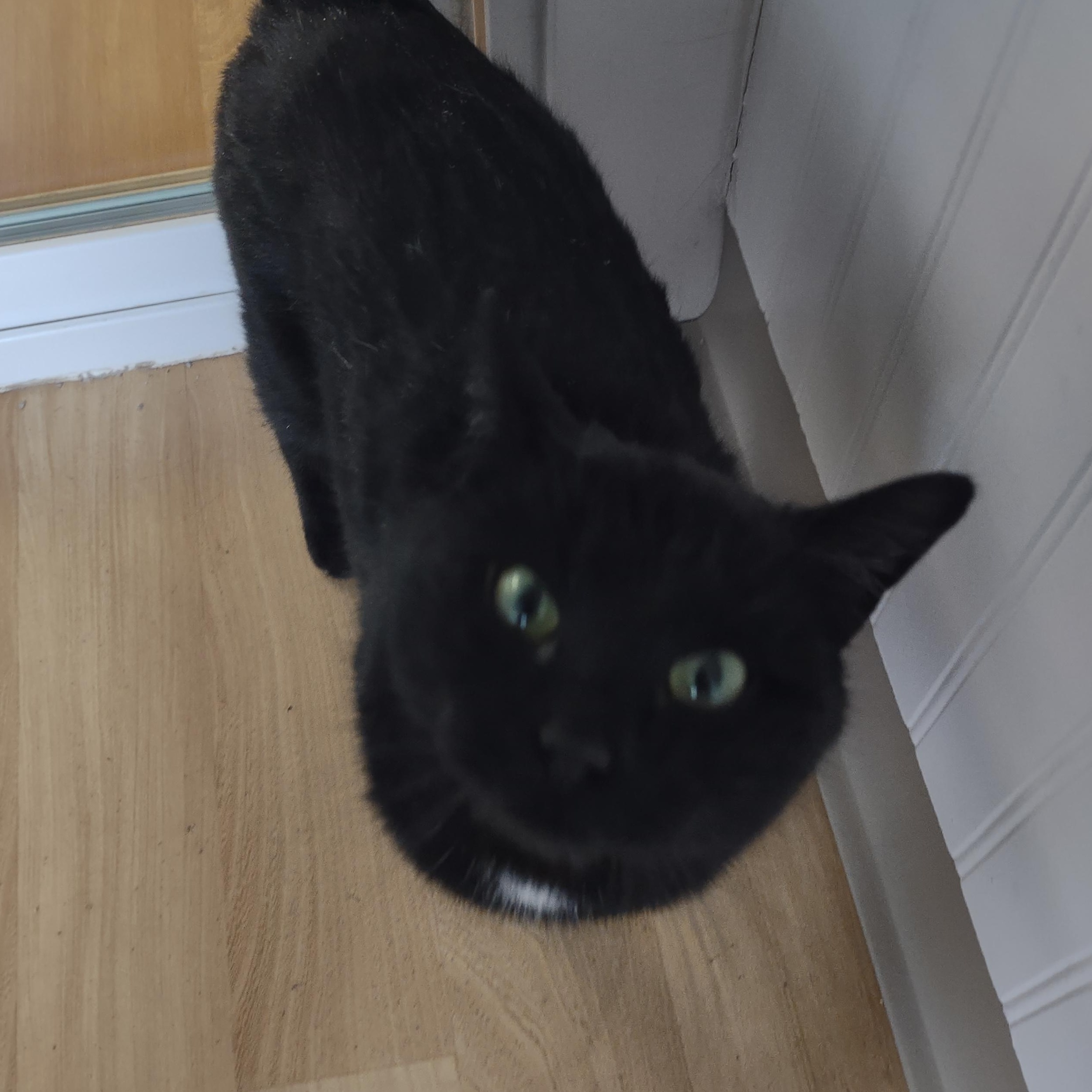 Evie, an adopted mixed breed in Montour Falls, NY image 3/3