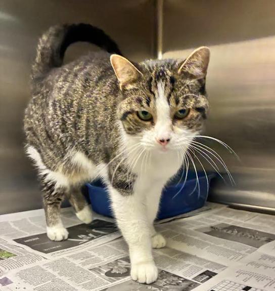 Enlarge Reba, a Adoptable Domestic Short Hair in Cicero, IL image 3/3