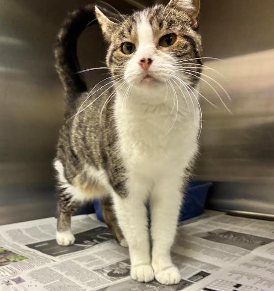 Reba, ADOPTABLE, Adult Female Domestic Short Hair.