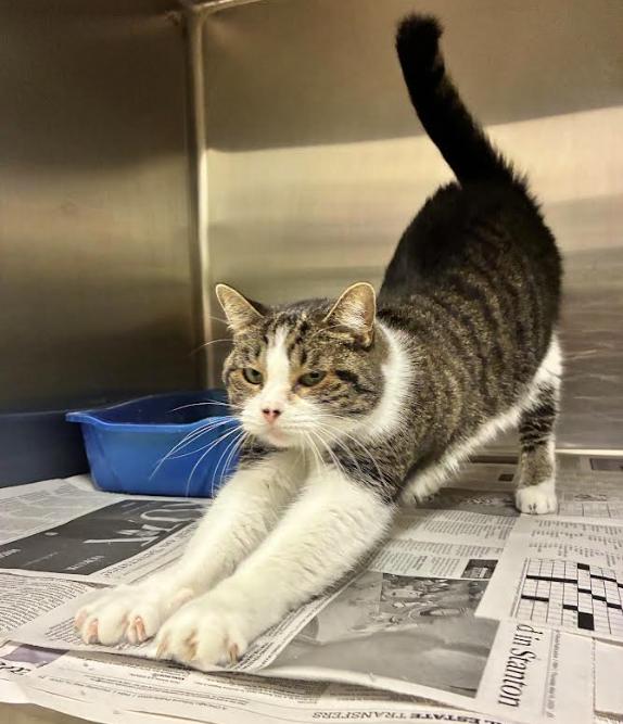 Enlarge Reba, a Adoptable Domestic Short Hair in Cicero, IL image 2/3