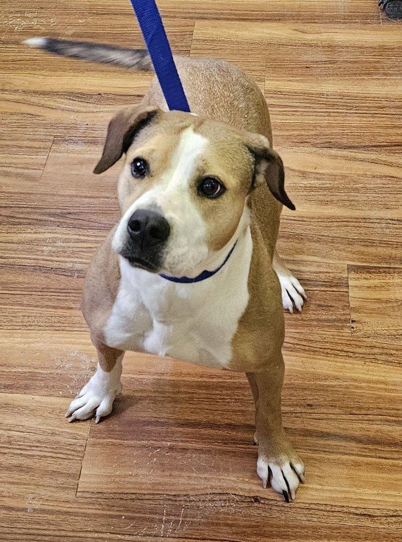 Bella, ADOPTABLE, Adult Female Beagle & Pit Bull Terrier.