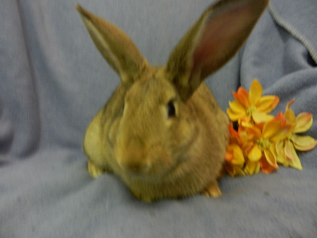 Meadow, Adoptable, Young Female New Zealand.