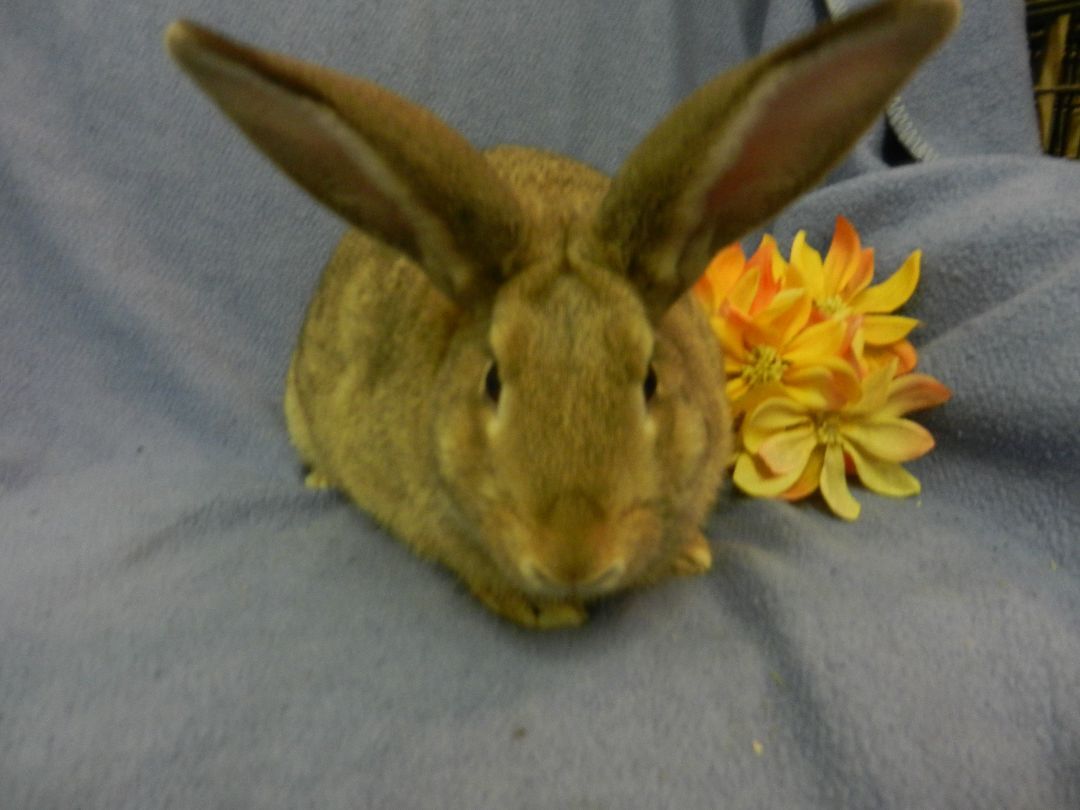 Meadow, a Adoptable New Zealand in Plymouth, MI image 2/6