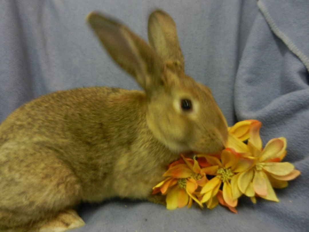 Meadow, a Adoptable New Zealand in Plymouth, MI image 3/6