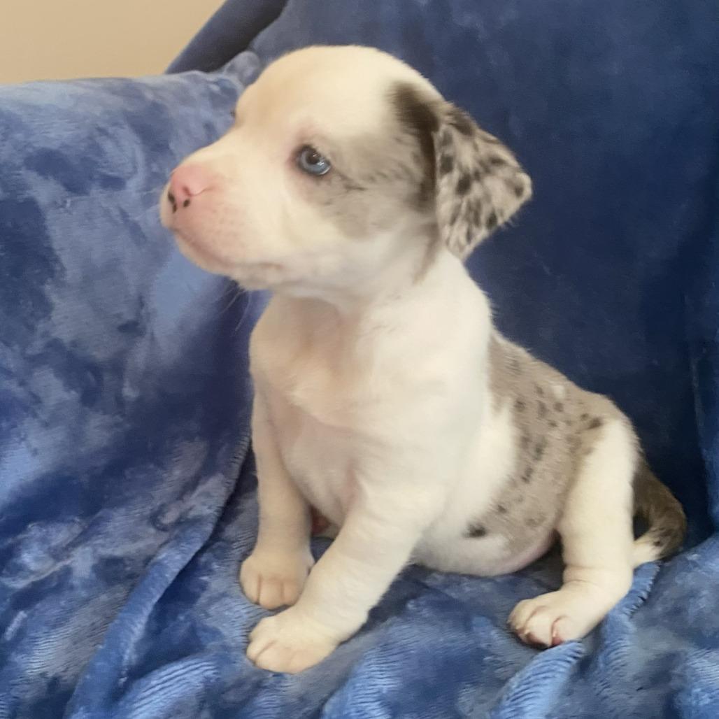 Lafayette, Adoptable, Puppy Male Catahoula Leopard Dog & Mixed Breed.