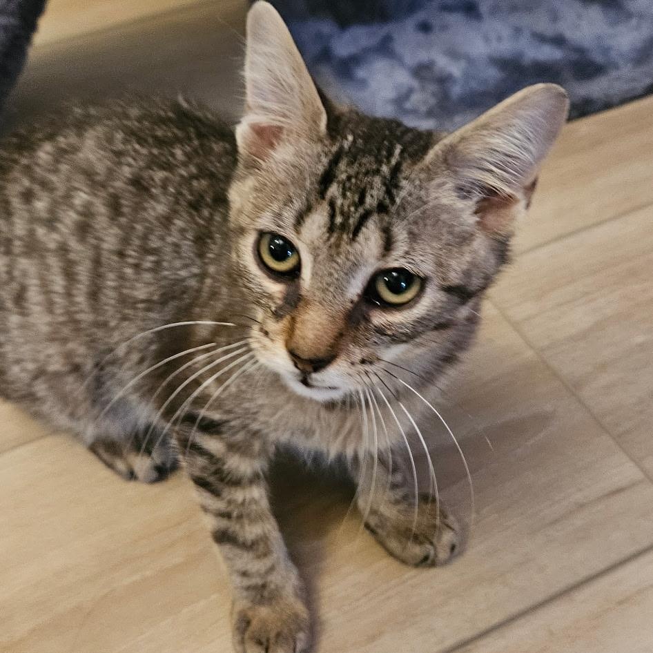 Enlarge Timmy, an adopted Domestic Short Hair in Burlington, VT image 3/4