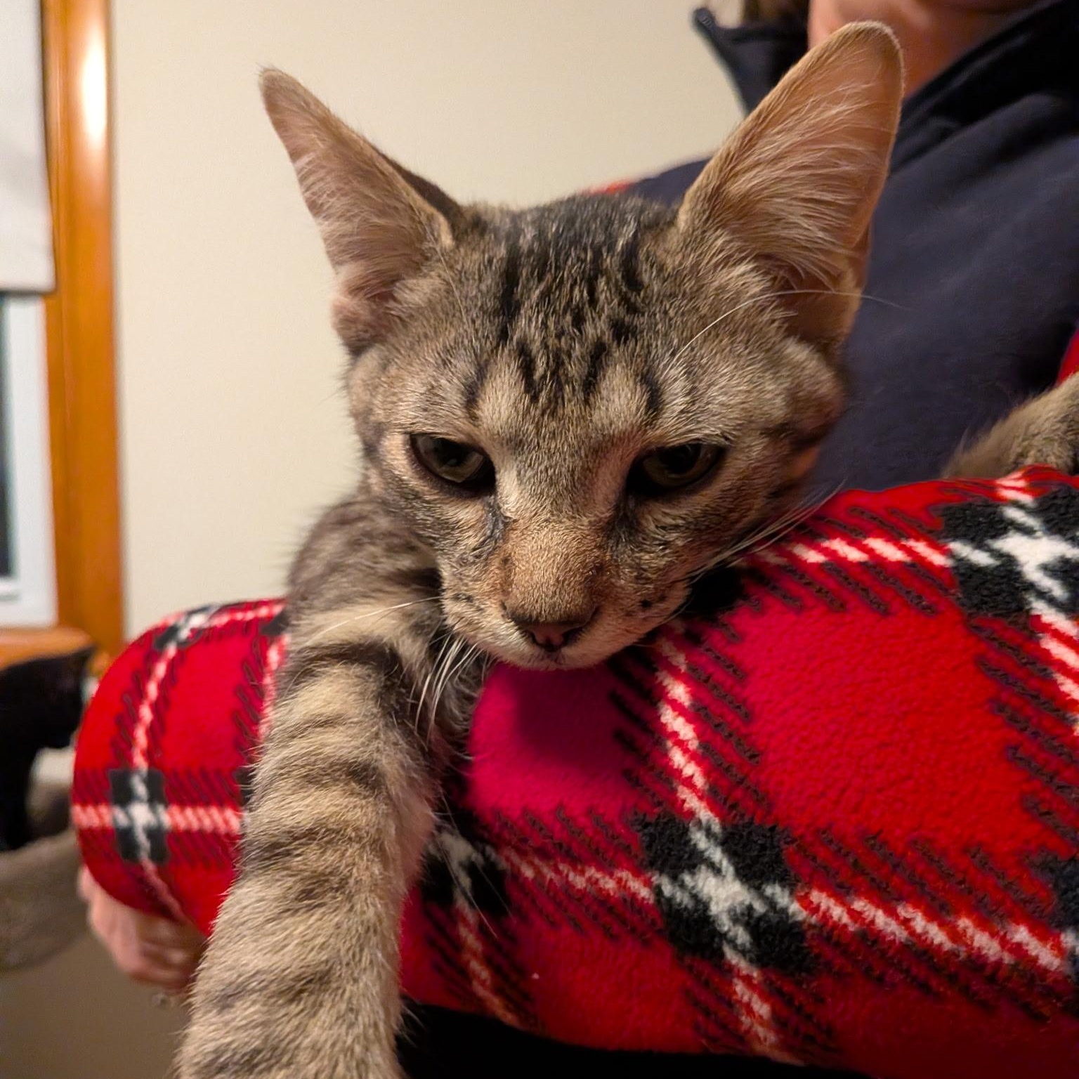 Enlarge Timmy, an adopted Domestic Short Hair in Burlington, VT image 4/4