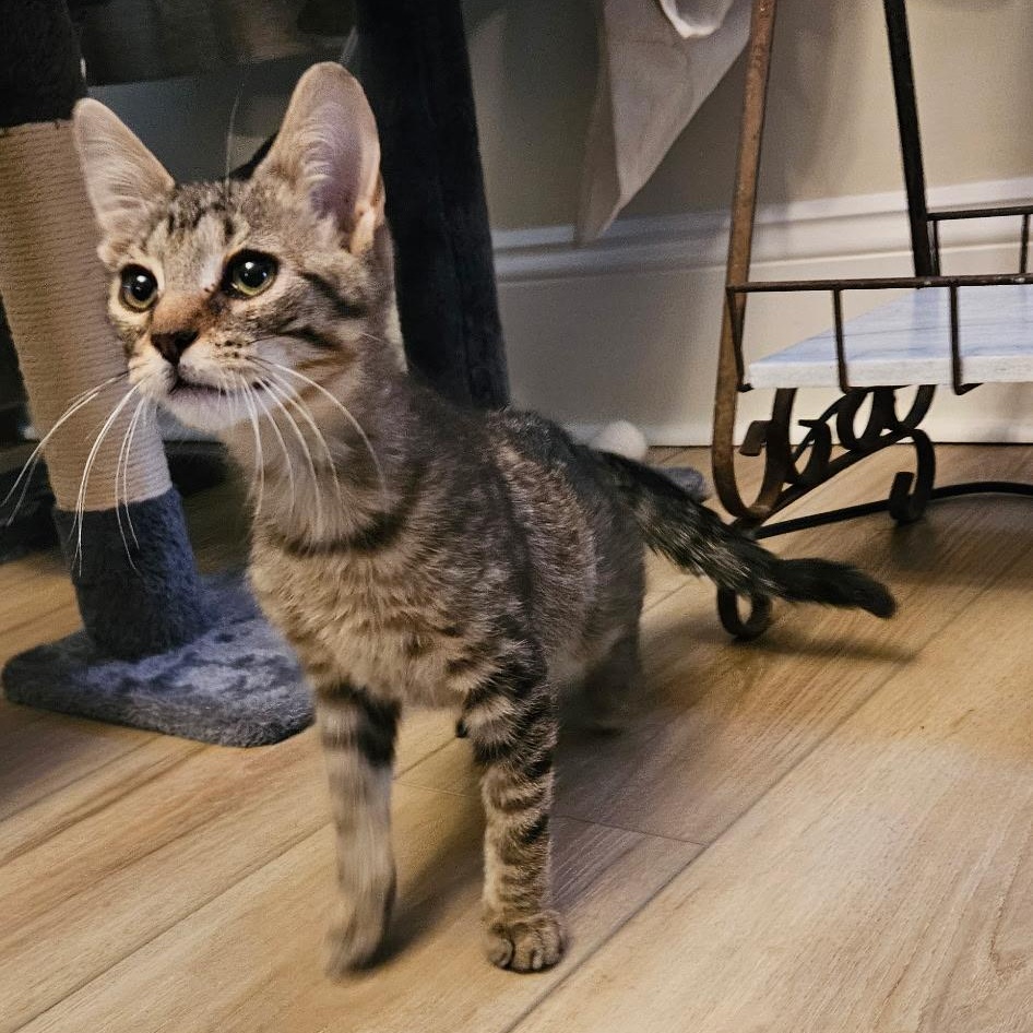 Enlarge Timmy, an adopted Domestic Short Hair in Burlington, VT image 2/4