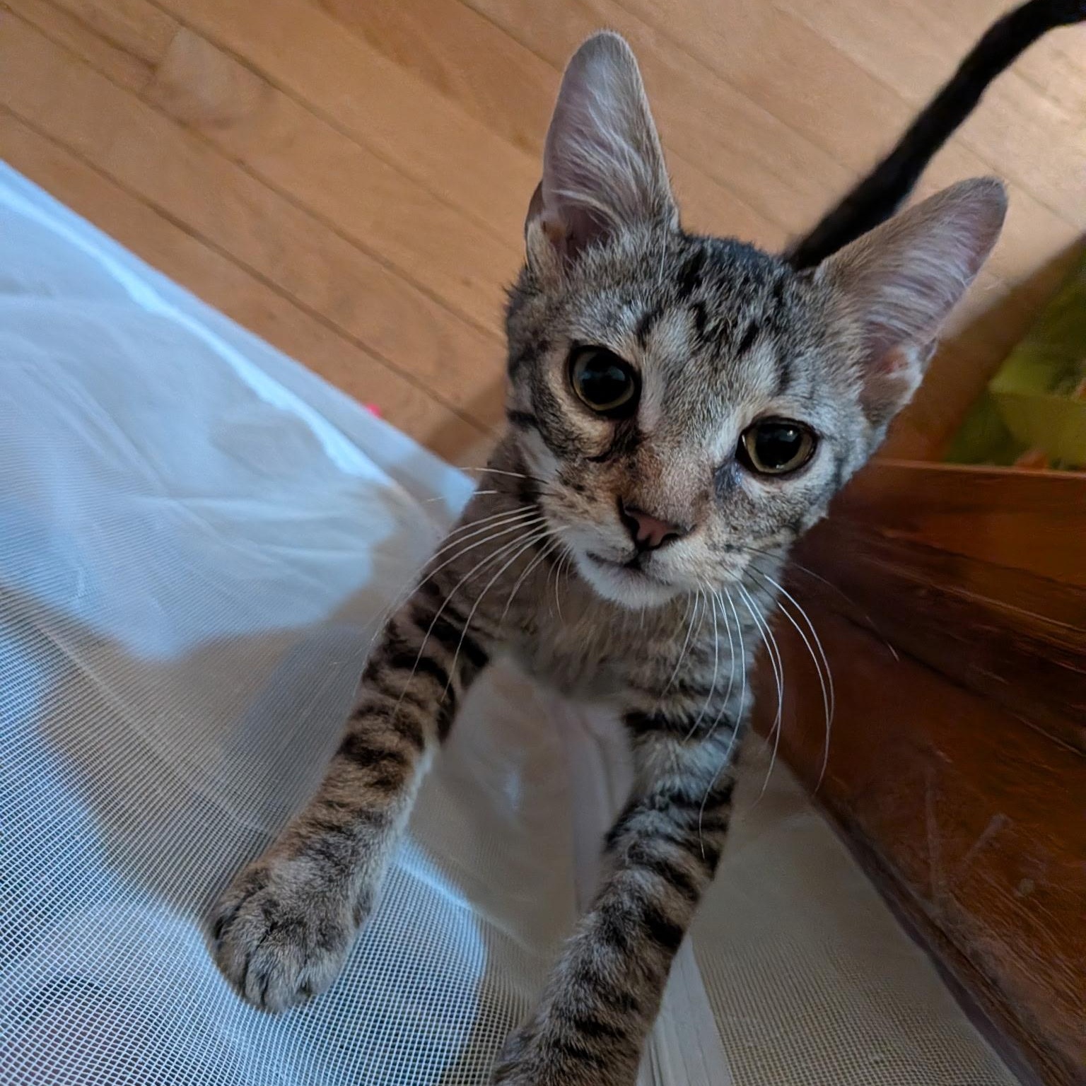 Timmy, adopted, Kitten Male Domestic Short Hair.