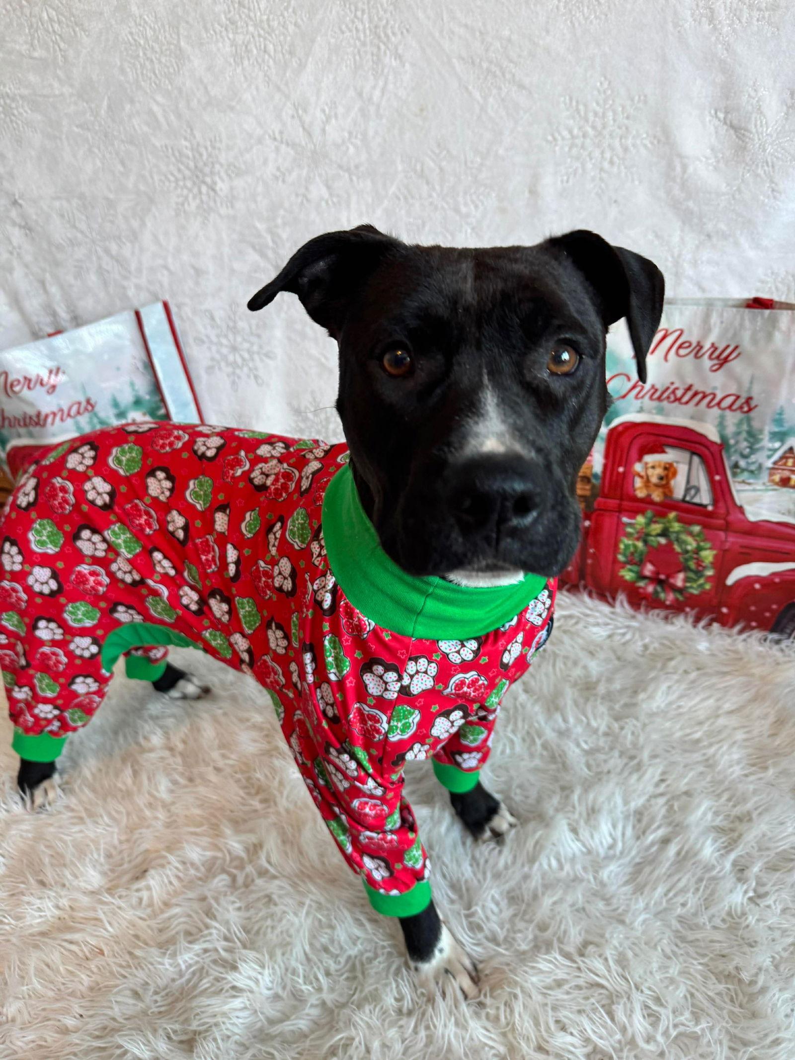 Liberte Star thumbnail 3