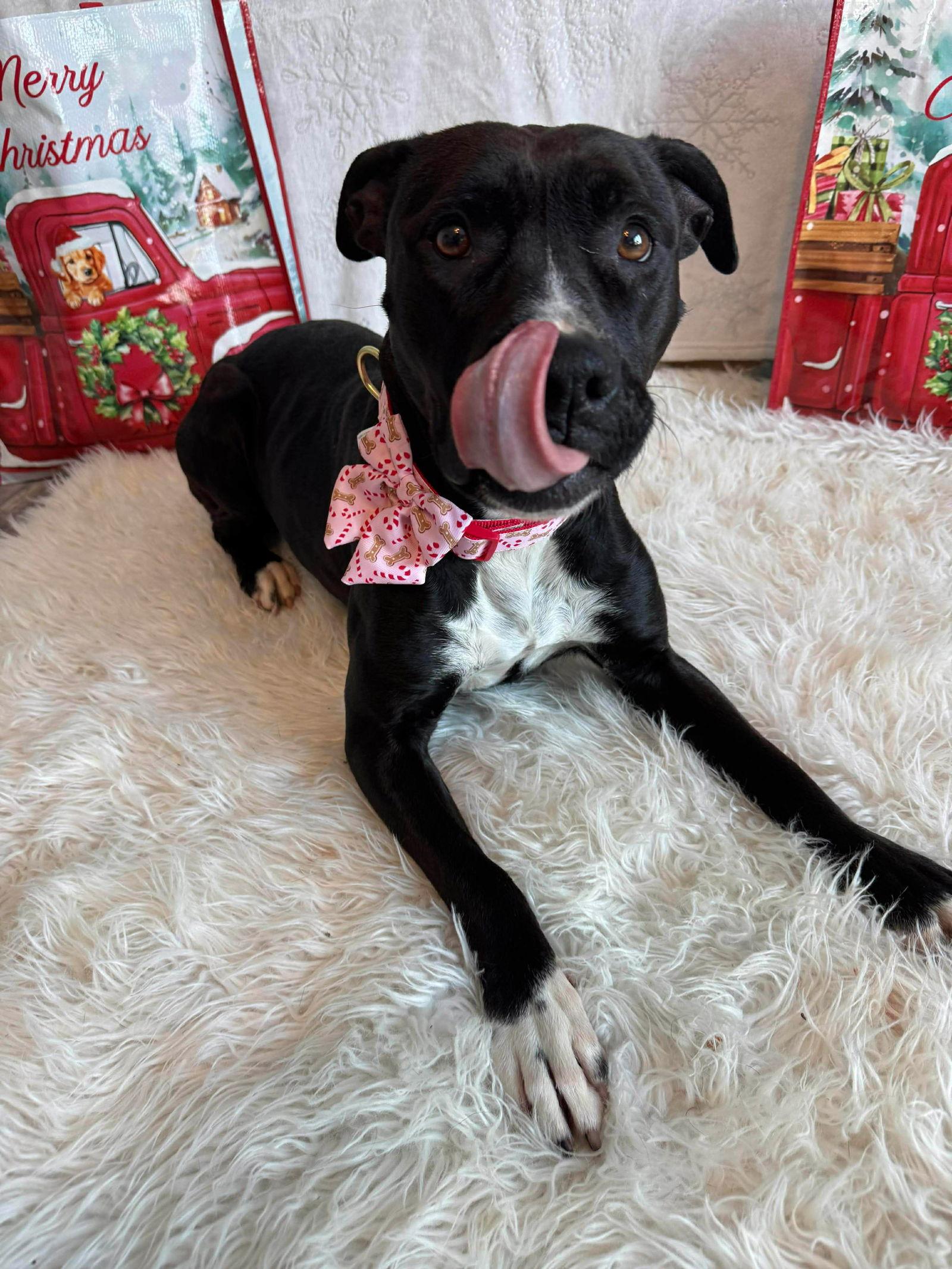 Liberte Star thumbnail 4