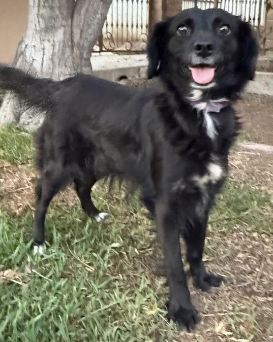 Tinky, a Adoptable mixed breed in Ensenada, BCN image 4/4
