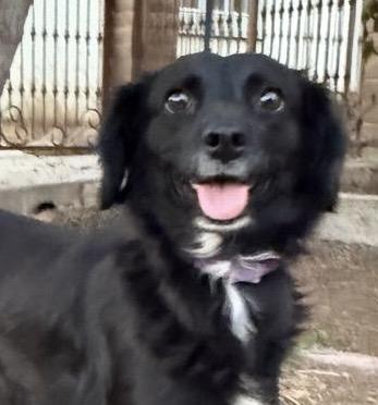 Tinky, a Adoptable mixed breed in Ensenada, BCN image 1/4