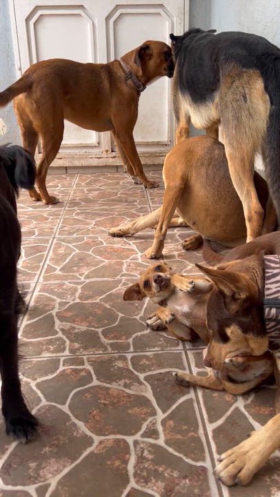 Enlarge Tinky, a Adoptable mixed breed in Ensenada, BCN video 2/4