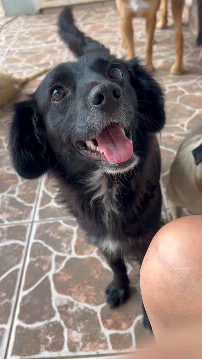 Enlarge Tinky, a Adoptable mixed breed in Ensenada, BCN video 3/4