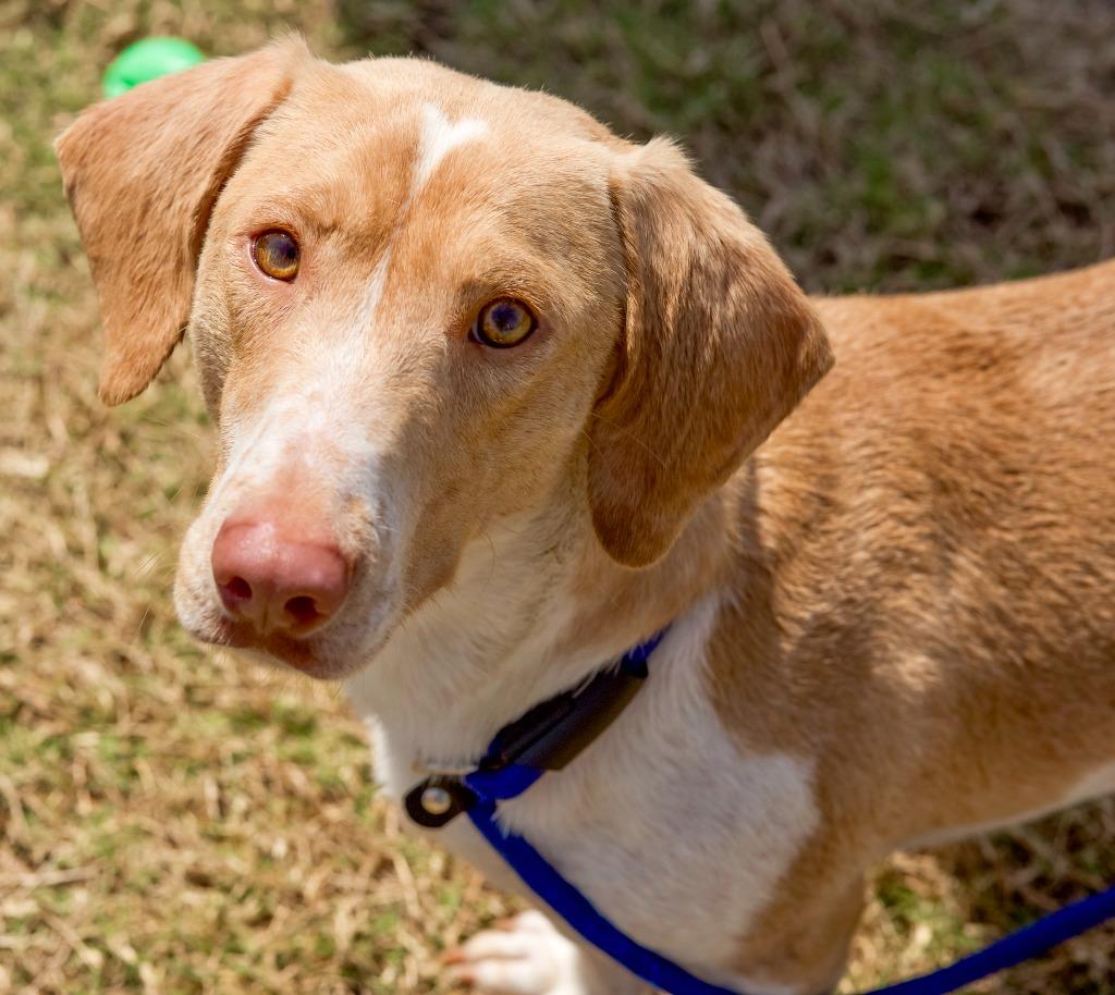 Simcoe, Adopted, Adult Male Basset Hound.