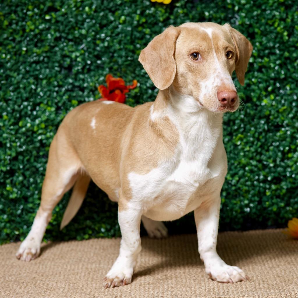 Enlarge Simcoe, a Adopted Basset Hound in Hardeeville, SC image 2/6