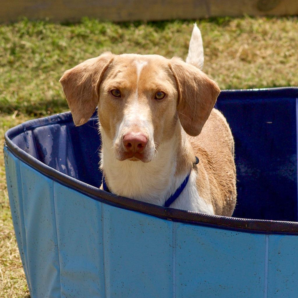 Enlarge Simcoe, a Adopted Basset Hound in Hardeeville, SC image 3/6
