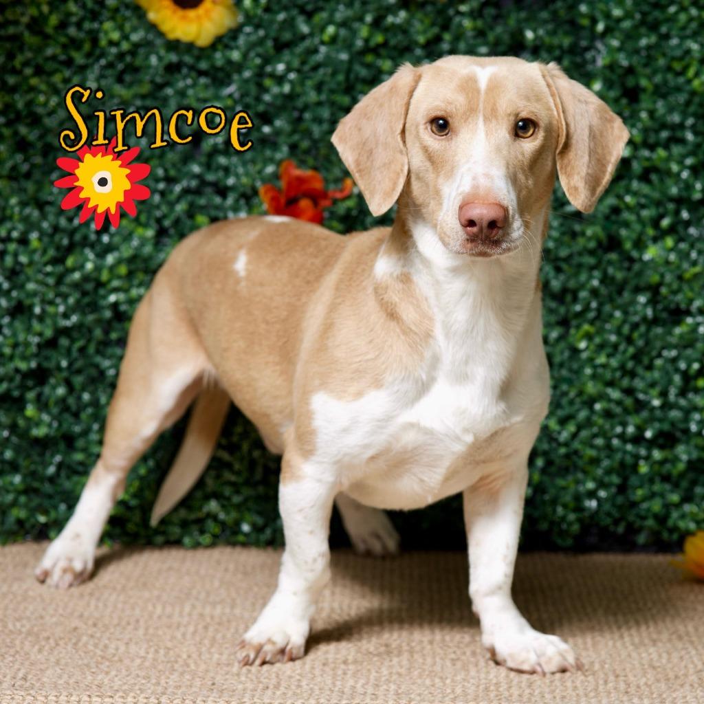 Enlarge Simcoe, a Adopted Basset Hound in Hardeeville, SC image 4/6