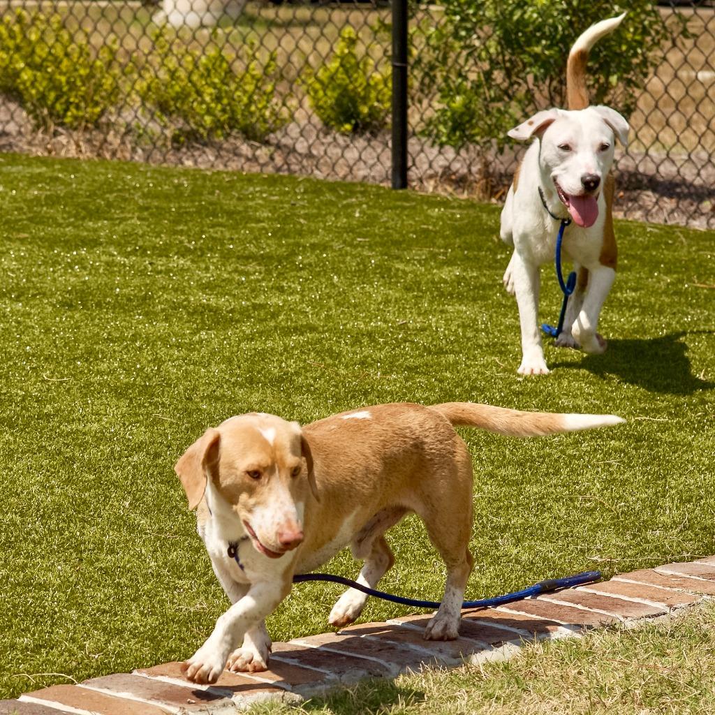Enlarge Simcoe, a Adopted Basset Hound in Hardeeville, SC image 5/6