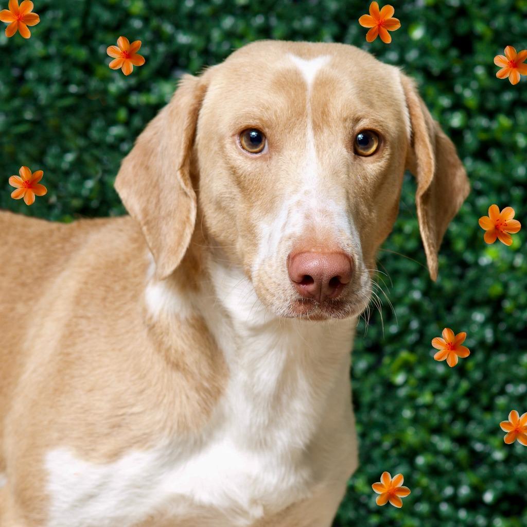 Enlarge Simcoe, a Adopted Basset Hound in Hardeeville, SC image 6/6