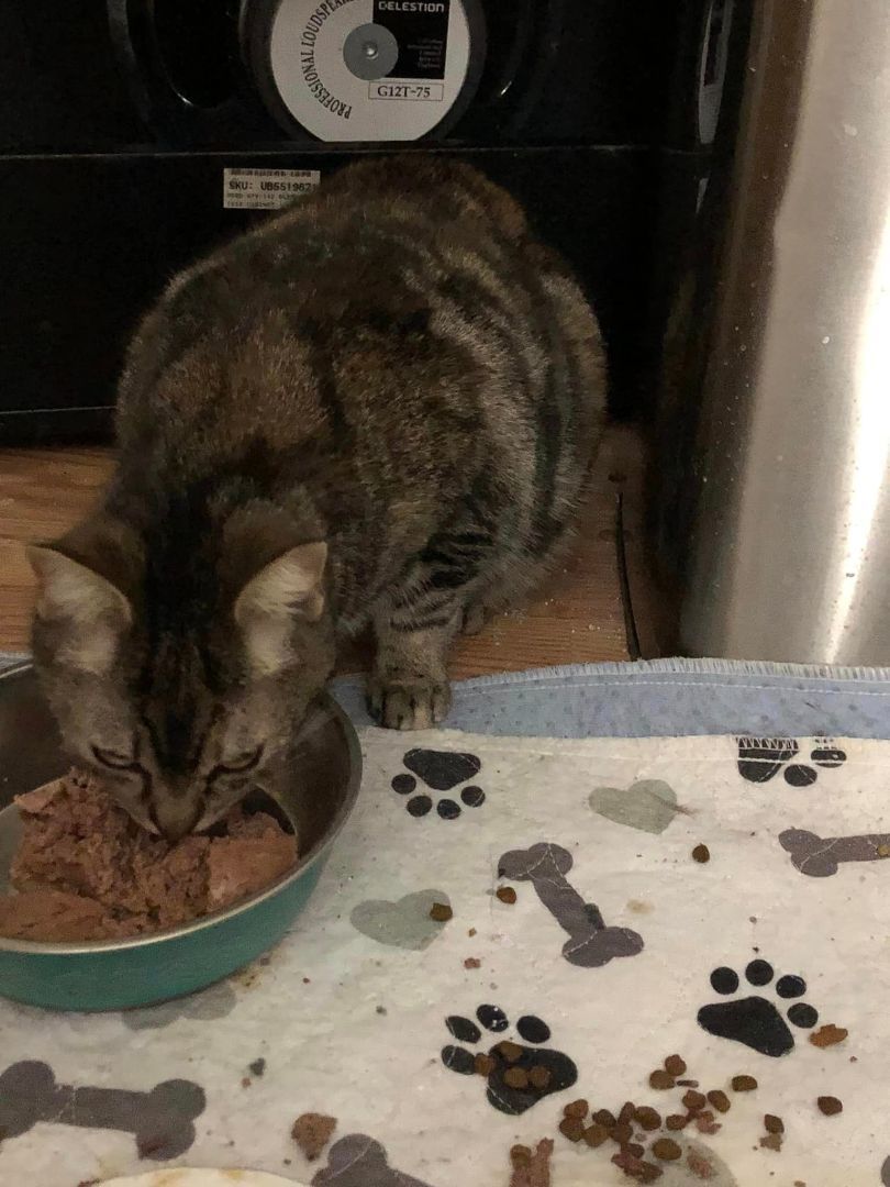 Tabby, Adopted, Adult Female Tabby.