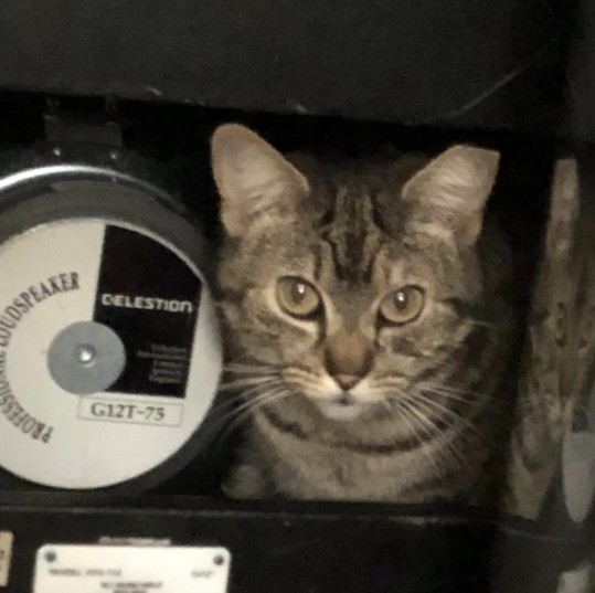 Tabby, a Adopted Tabby in Richmond, VA image 2/2