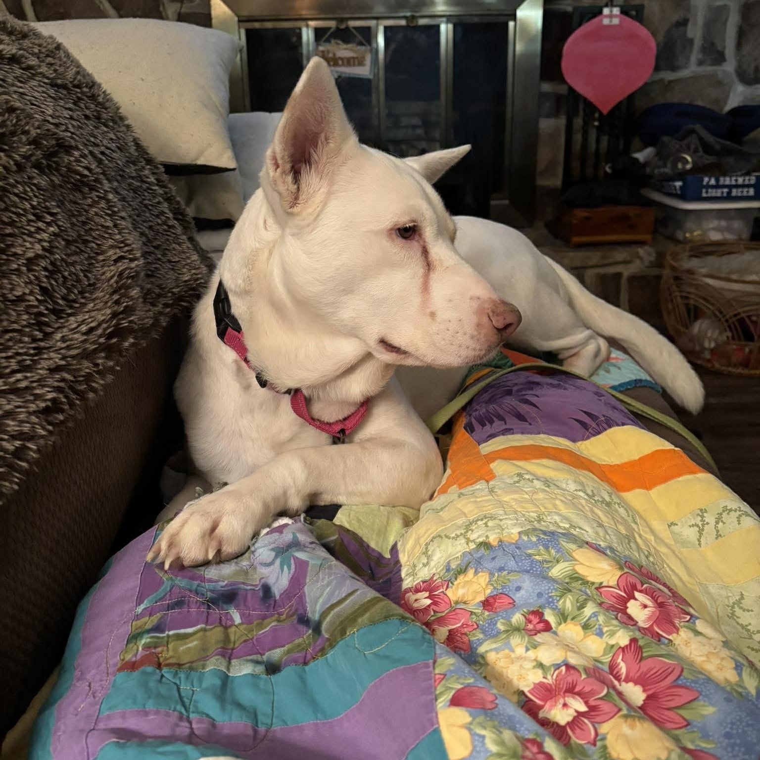 Enlarge Havana- Urgent foster or adopter, a Adoptable mixed breed in Wilkes Barre, PA image 1/6