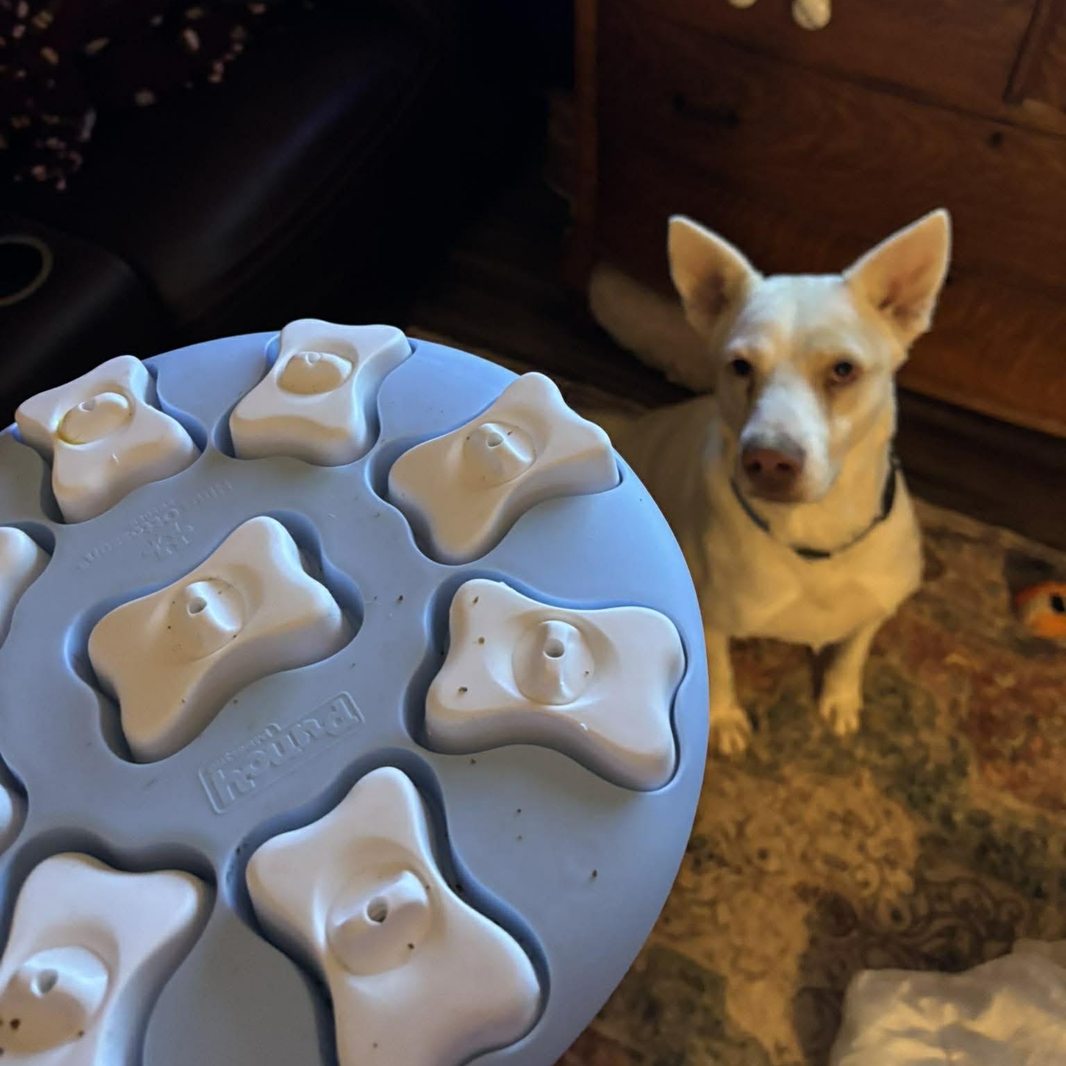 Enlarge Havana- Urgent foster or adopter, a Adoptable mixed breed in Wilkes Barre, PA image 3/6