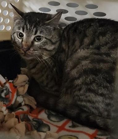 Marengo - Barn Cat, adopted, Young Male Domestic Short Hair.