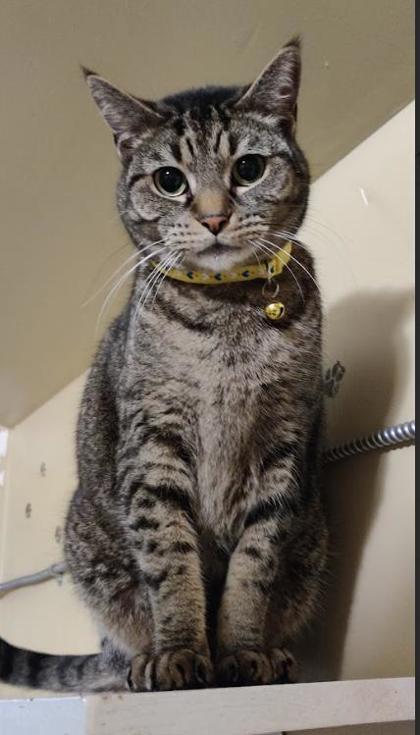 Ramen, Adoptable, Adult Female Domestic Short Hair & Domestic Short Hair.