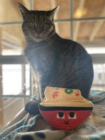 Enlarge Ramen, a Adoptable Domestic Short Hair in Bloomsburg, PA image 2/3