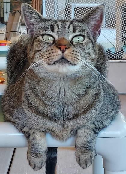 Enlarge Ramen, a Adoptable Domestic Short Hair in Bloomsburg, PA image 2/3