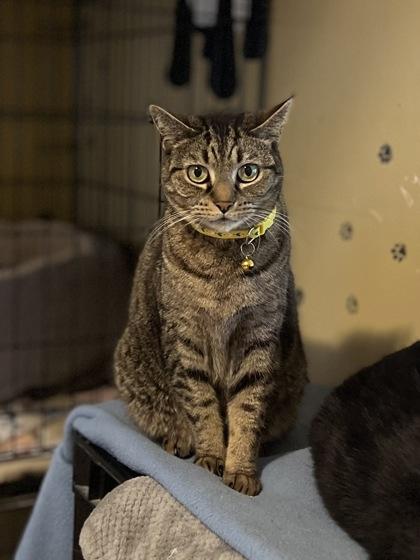 Enlarge Ramen, a Adoptable Domestic Short Hair in Bloomsburg, PA image 3/3