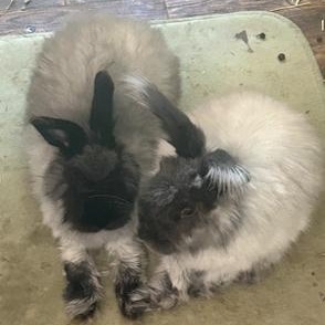 Enlarge Cinder & Shadow, a Adoptable Angora Rabbit in Salt Lake City, UT image 3/6