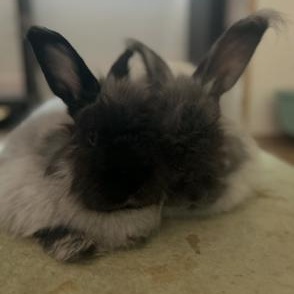 Enlarge Cinder & Shadow, a Adoptable Angora Rabbit in Salt Lake City, UT image 2/6