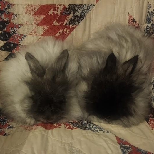 Enlarge Cinder & Shadow, a Adoptable Angora Rabbit in Salt Lake City, UT image 6/6