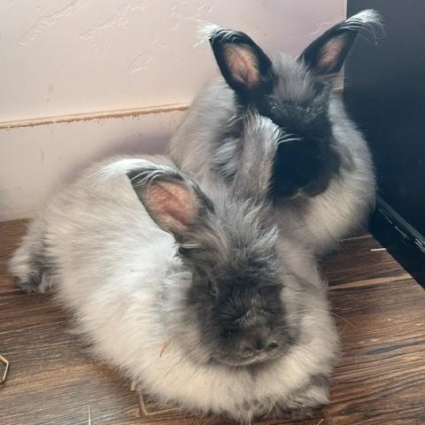 Cinder & Shadow, Adoptable, Adult Male Angora Rabbit.