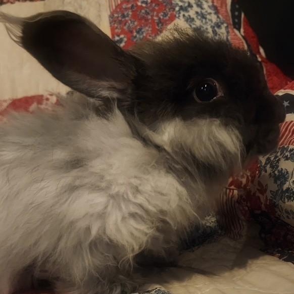 Enlarge Cinder & Shadow, a Adoptable Angora Rabbit in Salt Lake City, UT image 5/6